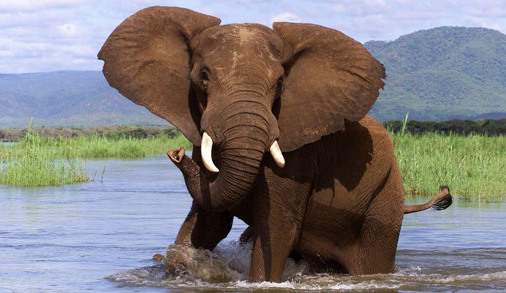 Elephant in Stream