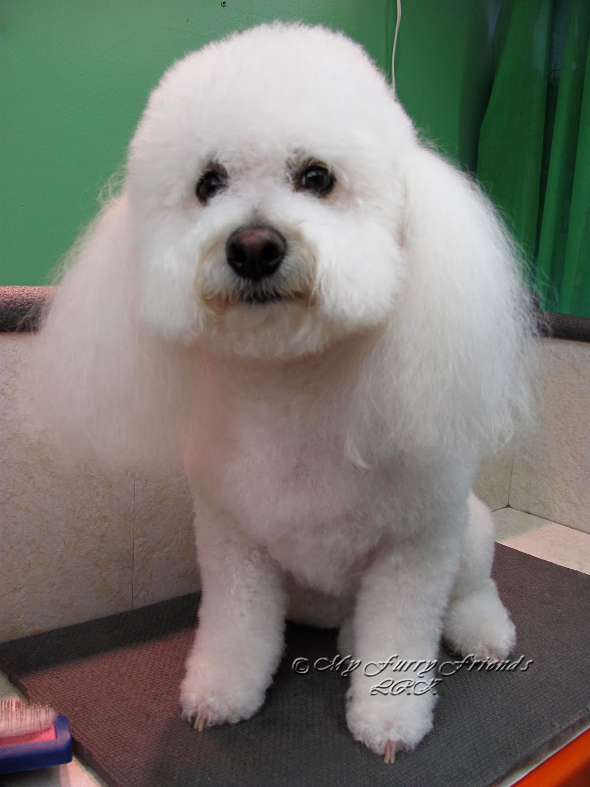 Pet Grooming The Good, The Bad, & The Furry Scissoring Ears to the