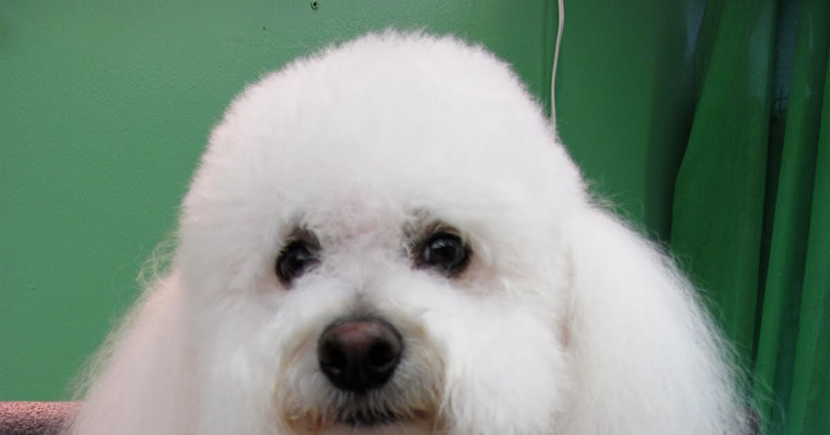 Pet Grooming The Good, The Bad, & The Furry Scissoring Ears to the Leather