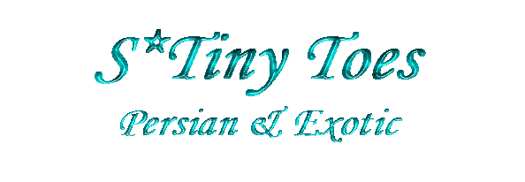 S*Tiny Toes Perser och Exotic