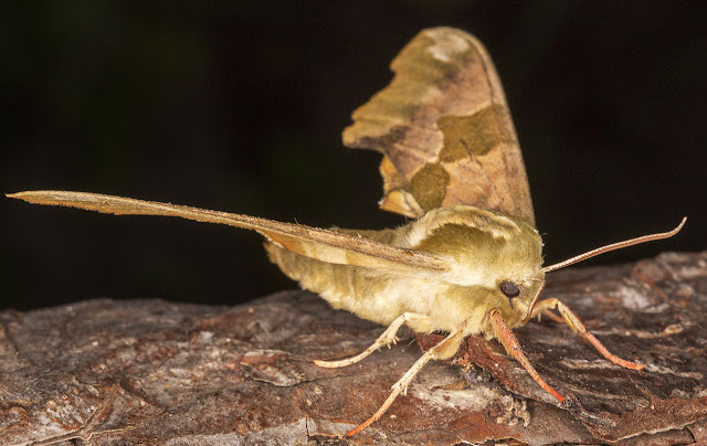 Lime Hawkmoth, Mimas tiliae. Sphingidae. In my garden actinic light trap in Hayes on 19 June 2013. Lime Hawkmoth, Mimas tiliae. Sphingidae. In my garden actinic light trap in Hayes on 19 June 2013.