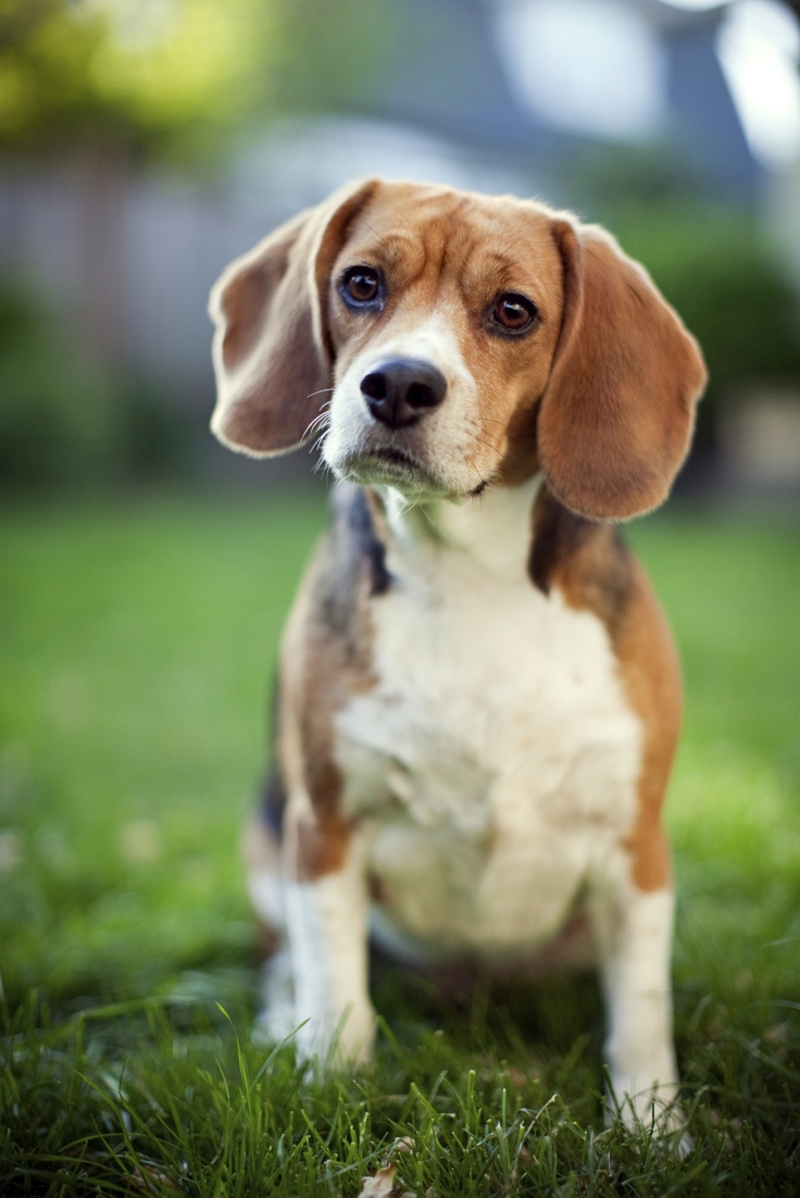 history of dogs beagle history many history of dogs beagle history many