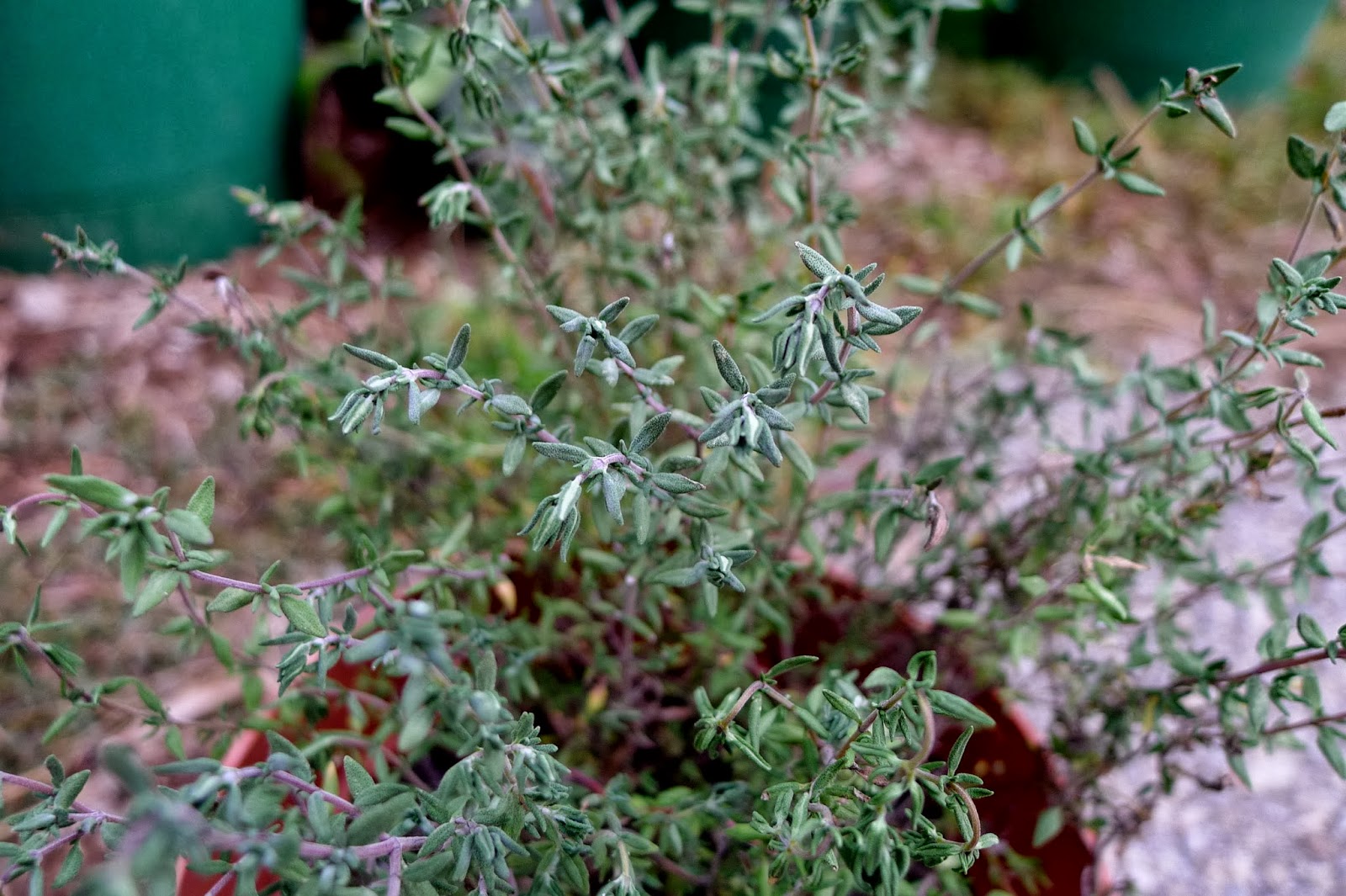 Less Noise, More Green What to do with herbs over winter