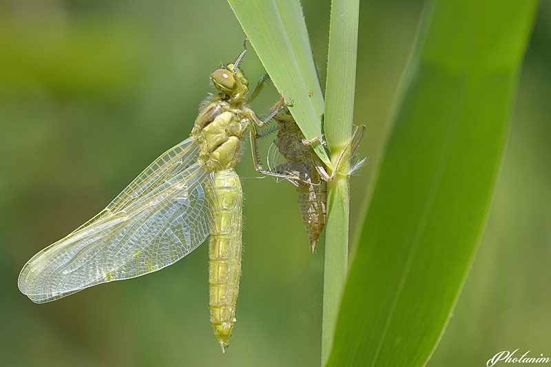 emergence Orthetrum cancellatum