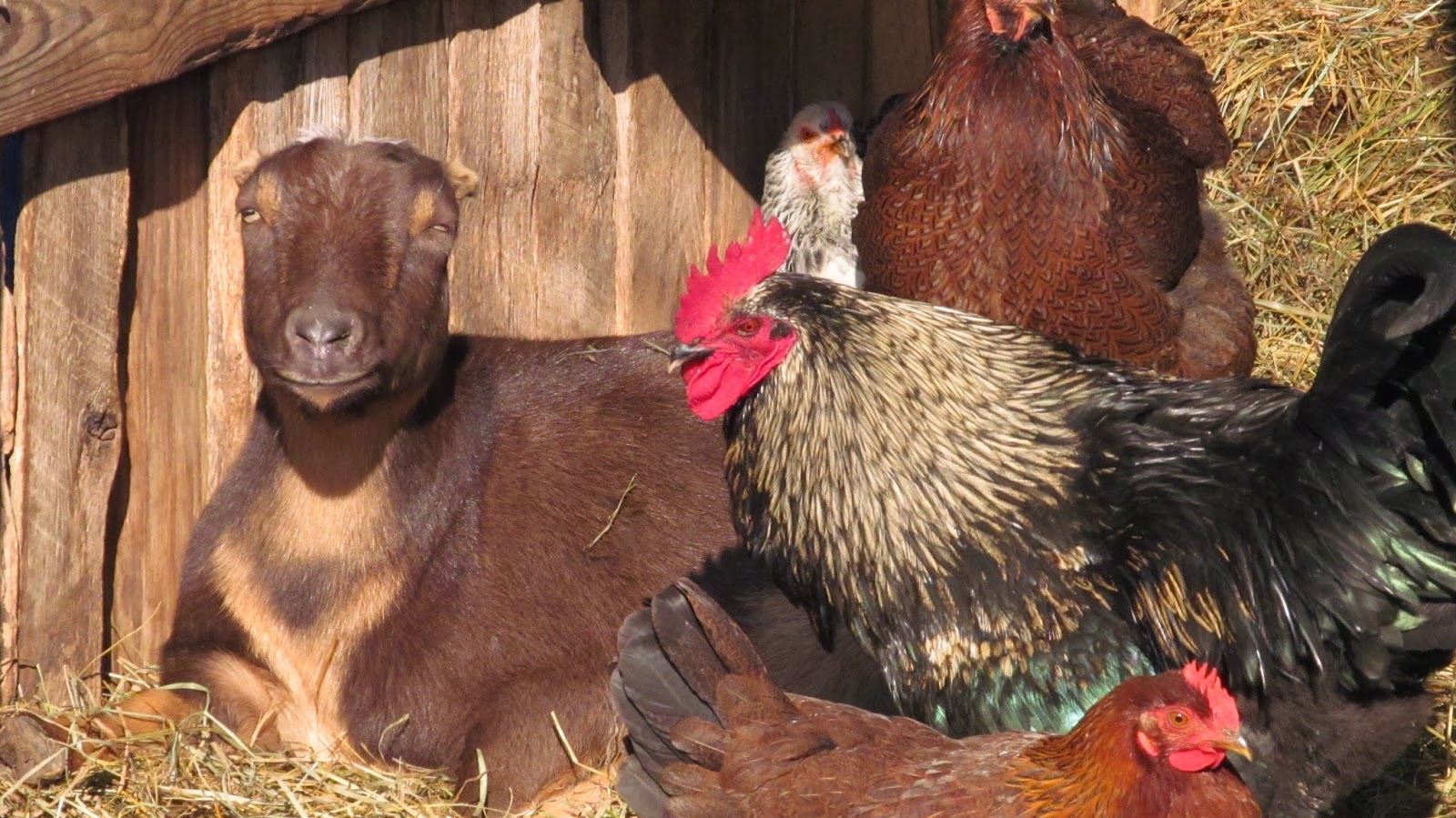 Ohiofarmgirl's Adventures In The Good Land Cold Weather Goat Care