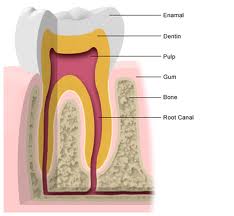 Dentist Silver Spring MD