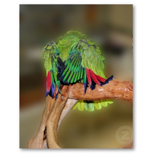 Funny parrot bird Funny Animal