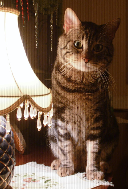 POLİMER KİL POLYMER CLAY UYKULU KARELER