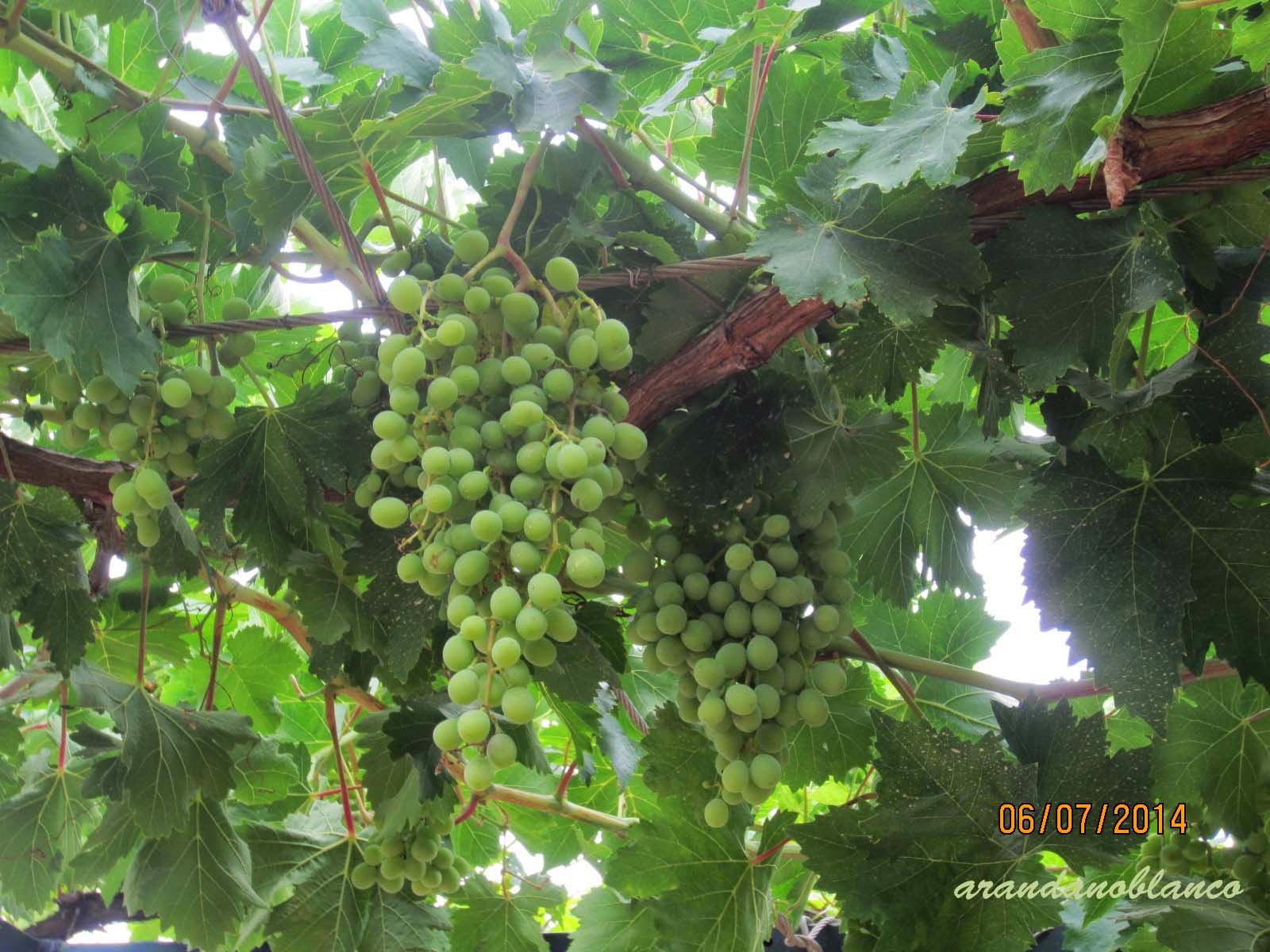 Compras de ocio Uva Verde Árbol Frutal Altura 50cm Viñedo de Uva Verde