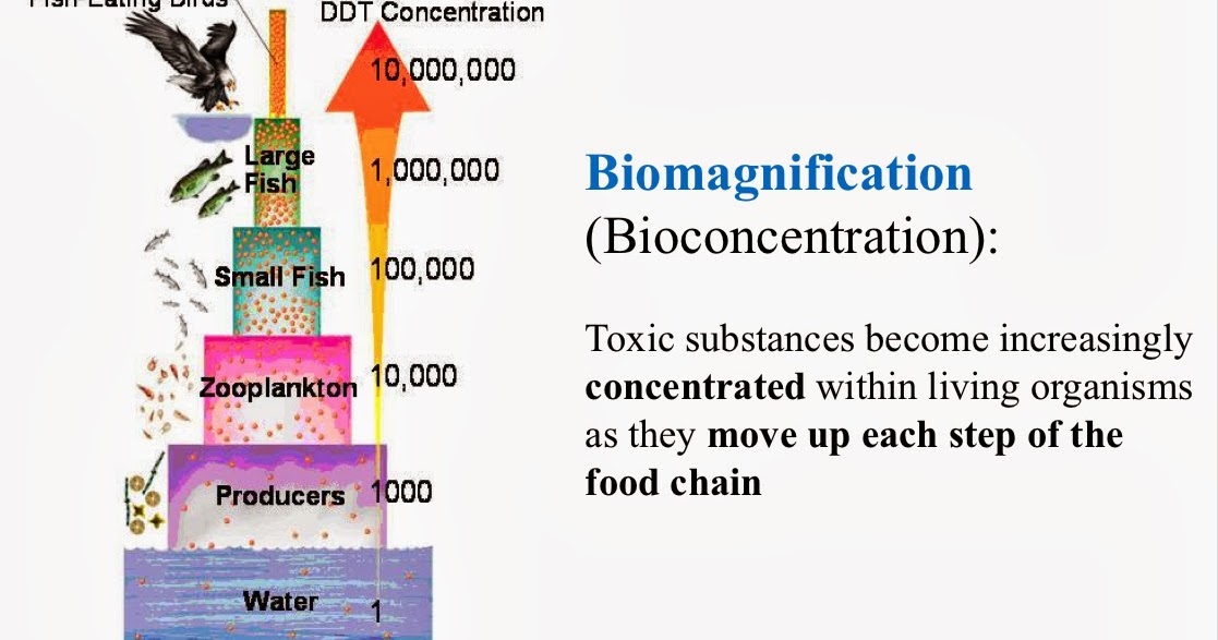 MBHS biochem 9th grade: Biomagnification diagram of a mercury atom 