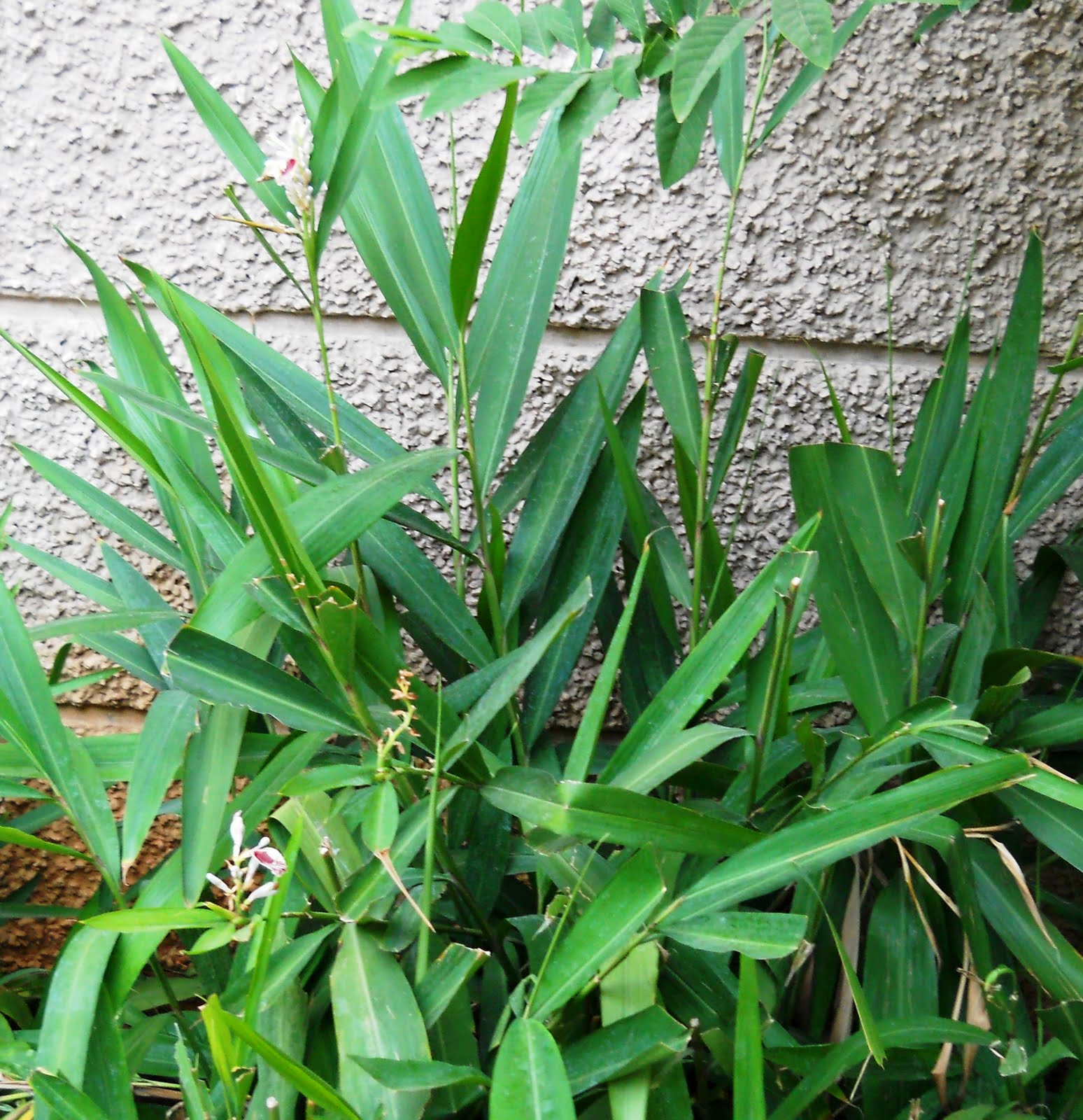 Red Ripe Tomatoes Summer Blooms