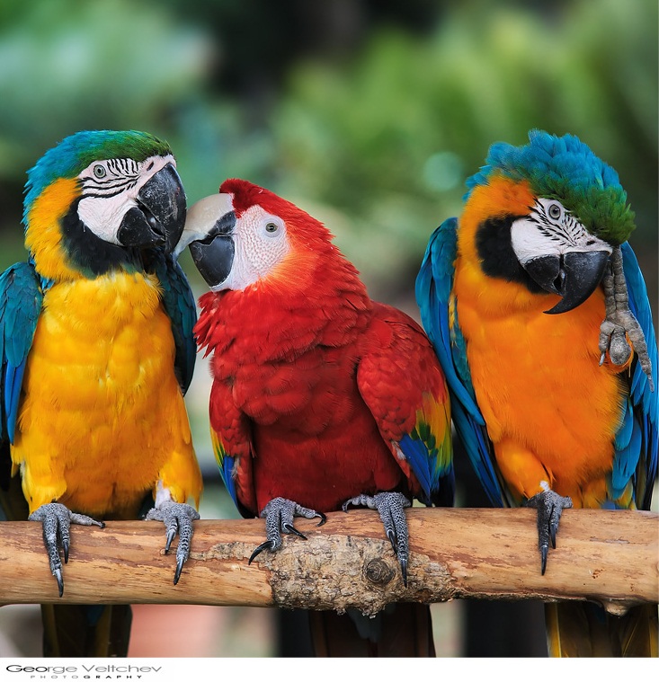 All Kinds Beautifull Wallpapers: Birds