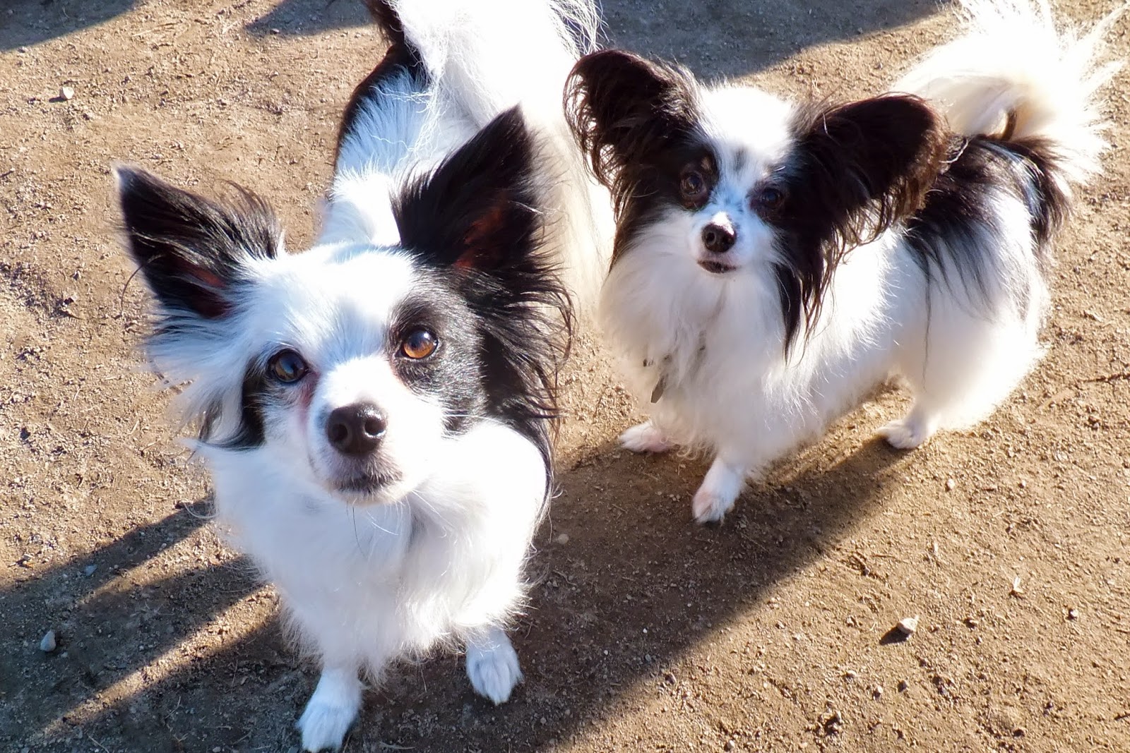キットと歩こ シアトル いろいろ ストリート パピヨンってどんな犬