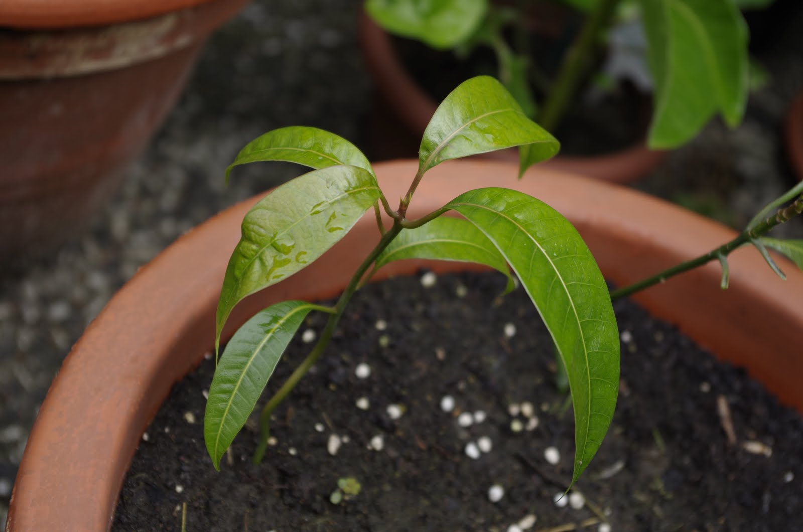 Mango "Keitt" - vom Kern zur Pflanze