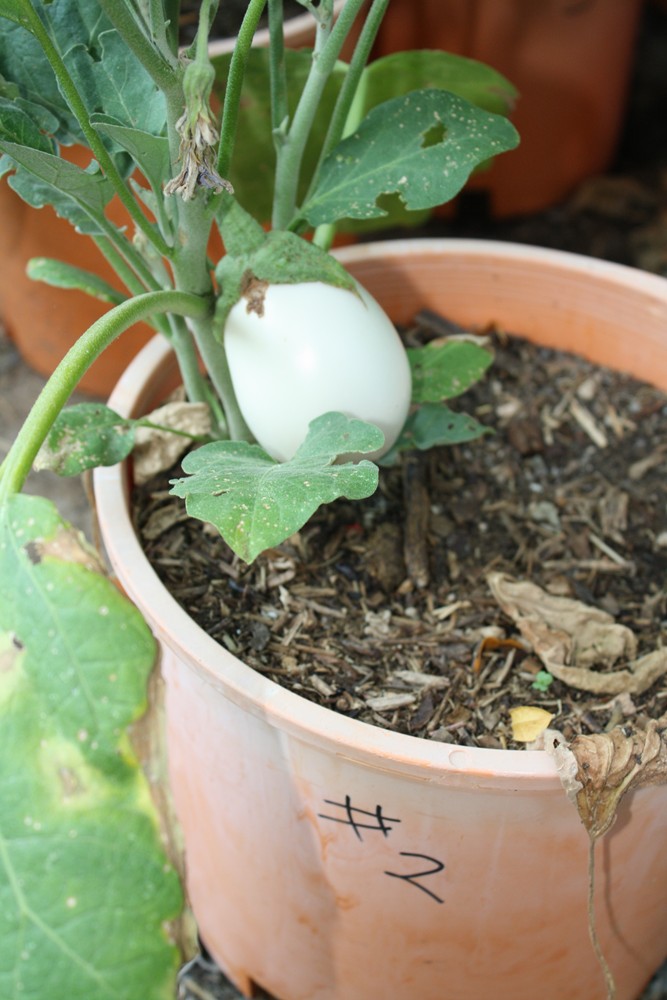 The Edible Garden The Eggplant Breeding Experiment