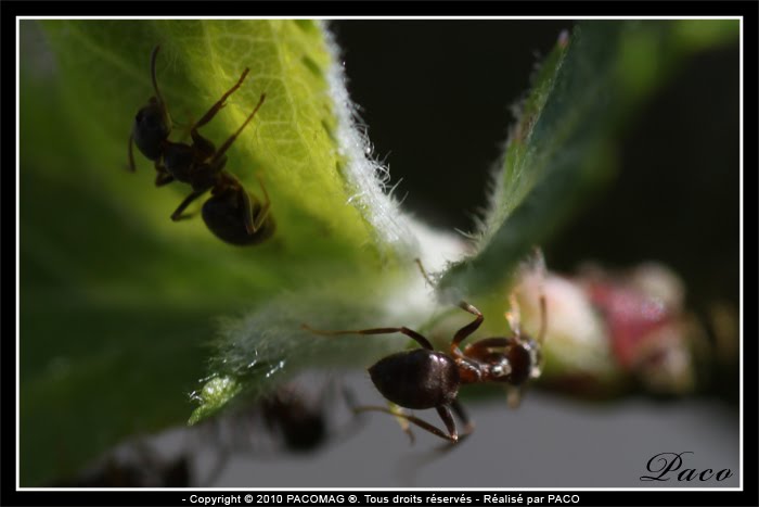 photos en macros de fourmis par Paco artiste peintre illustrateur graphiste