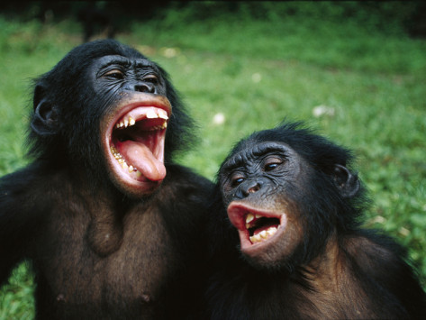 bonobo monkey faces funny meme monkeys pair ruoso cyril animals memes lyfe making chimpanzee paniscus pan egnorance template ugly expressions