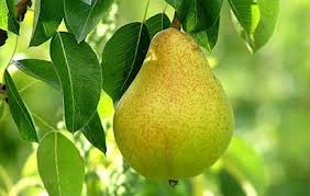 Health benefits of pears fruit