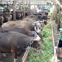 gambar peternakan sapi gambar peternakan sapi