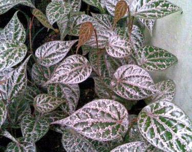 25 Khasiat Daun Sirih Merah Untuk Kesehatan Dan Kecantikan - Khasiat