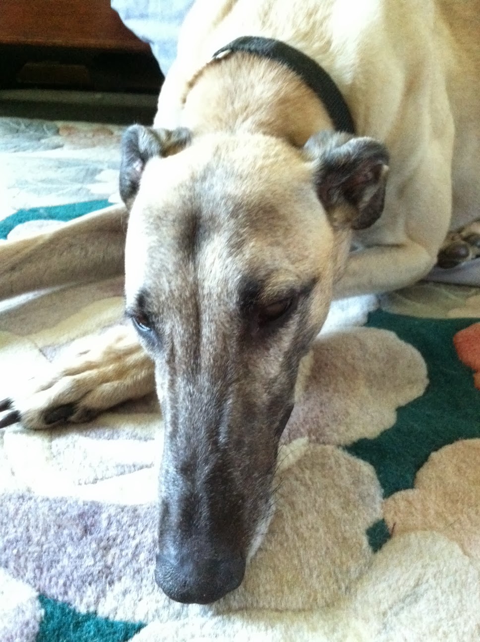 Northern Lights Greyhound Adoption Dog Blog Amazing Greyhound Ears