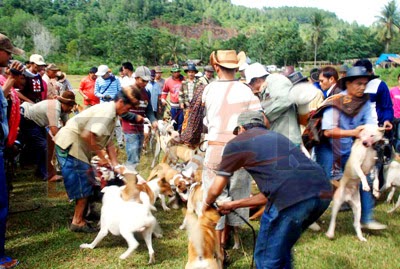Keunikan Olahraga Berburu Babi Di Sumatera Barat Keunikan Olahraga Berburu Babi Di Sumatera Barat
