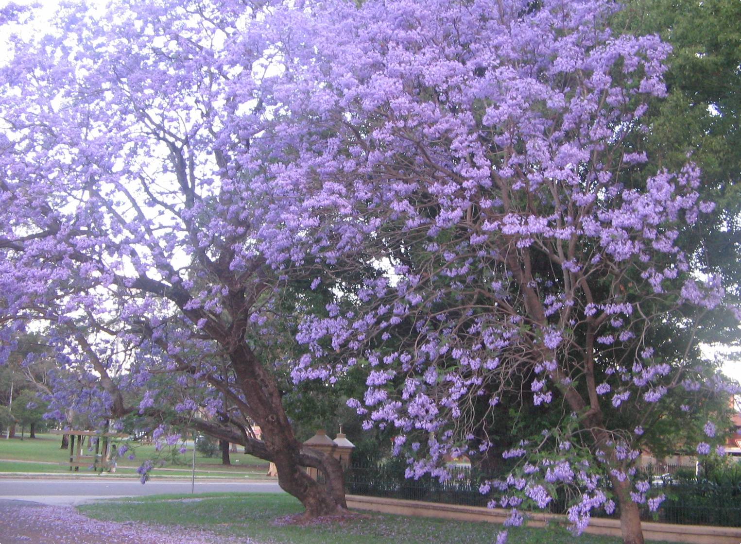 Trees Of Australia