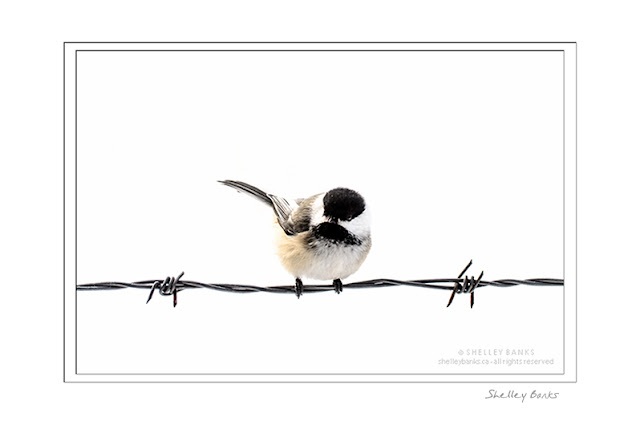 Chickadee perched on barbed wire © SB   Copyright Shelley Banks, all rights reserved.