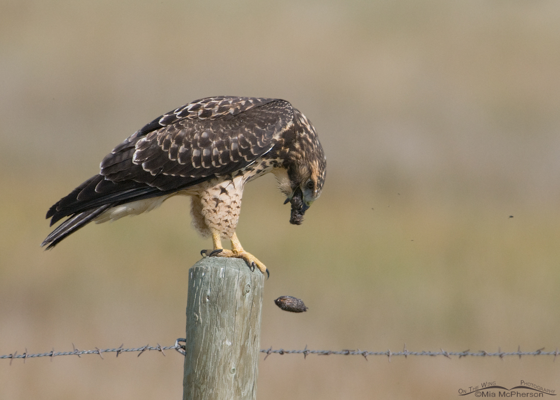 Birding Is Fun! Birds & Pellets