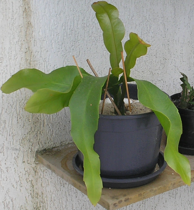Planta de cactus orquídea epiphyllum