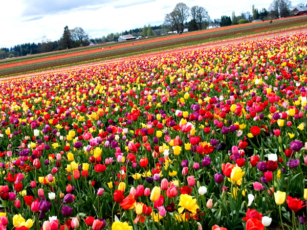 Wanderlust: Glamping in Europe | TTulip Fields Holland Netherlands