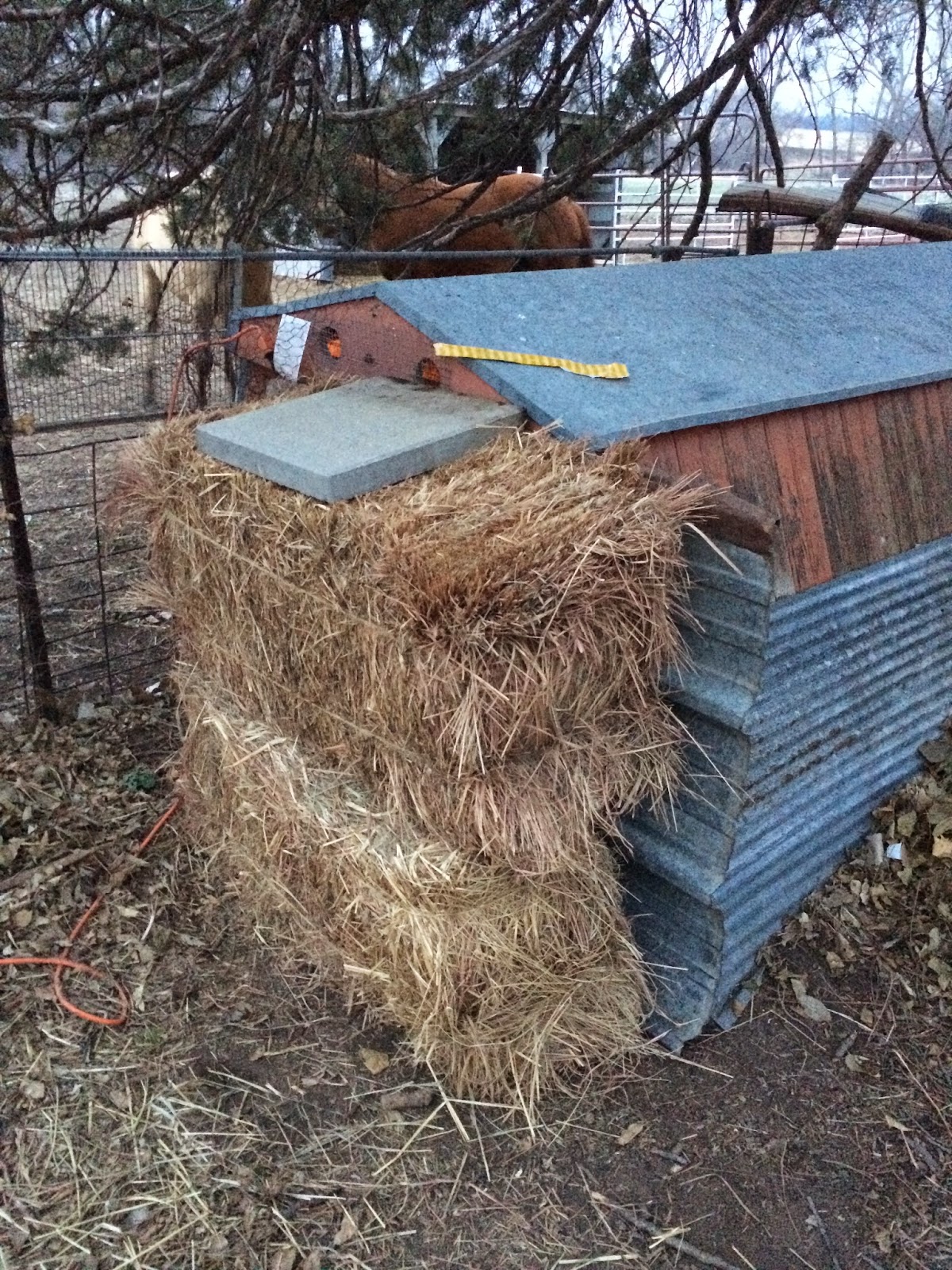 Backyard Chickens Round 2 - Welcome Home Winnie(s) Our chicken coop which I hope is impenetrable