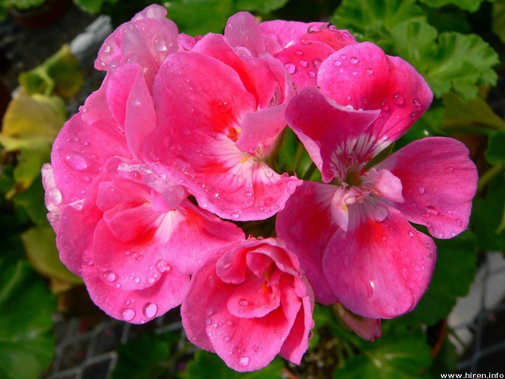 Pink Flowers Wallpapers Summer wallpapers