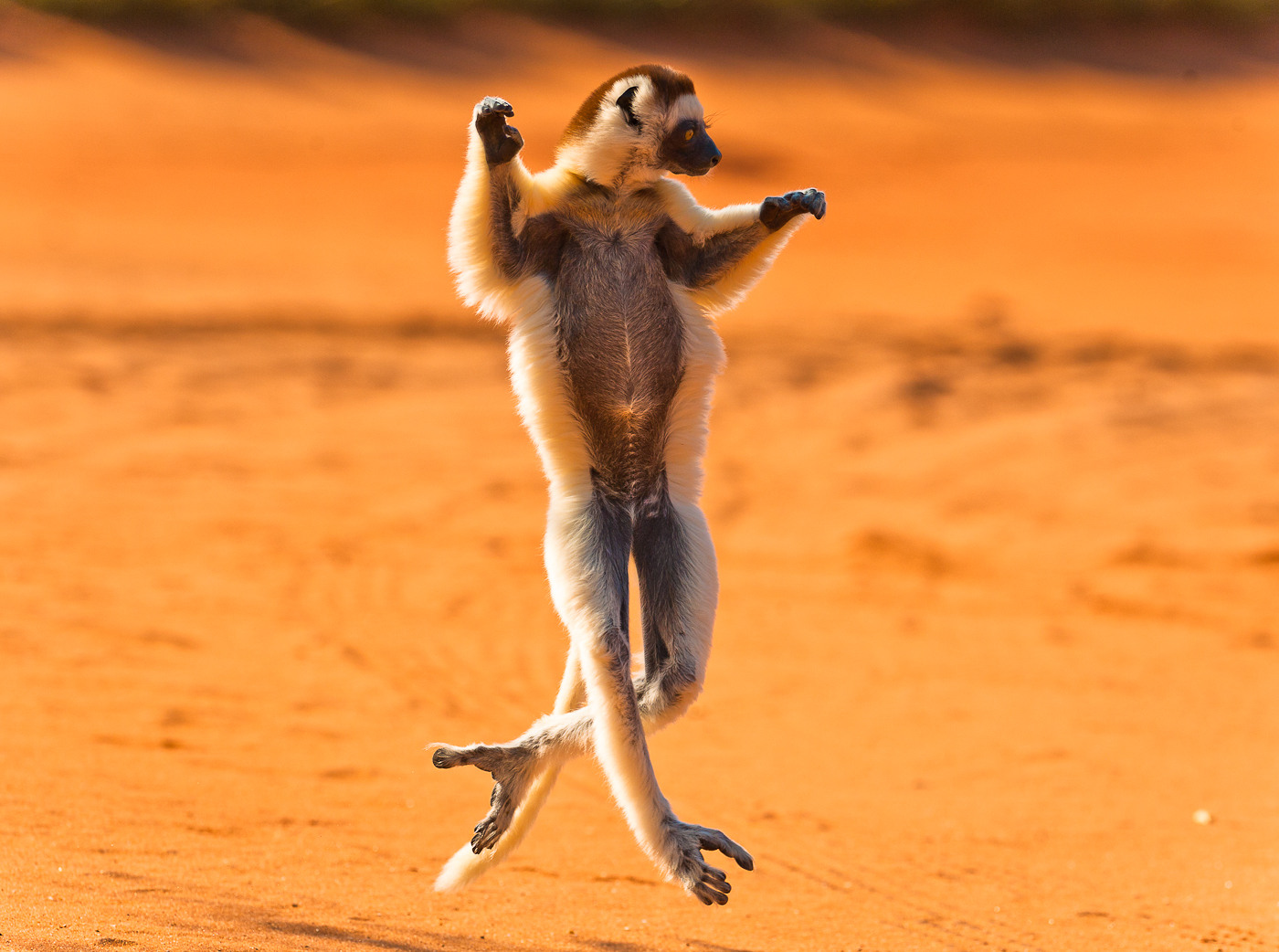 Verreauxs_sifaka_.jpg