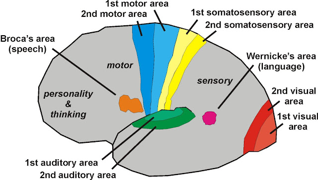 Brain Function Map8 Brain Function Map8