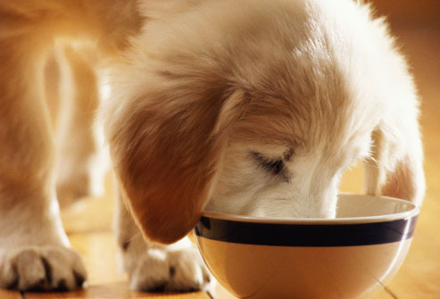 Puppy Eat
