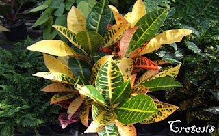 Crotons Plant Care
