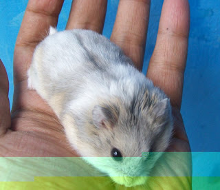 Cara Merawat Hamster yang baik dan Benar Cara Merawat Hamster Cara Merawat Hamster yang baik dan Benar