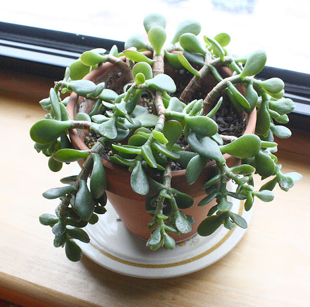 Scope for Imagination RIP jade plant