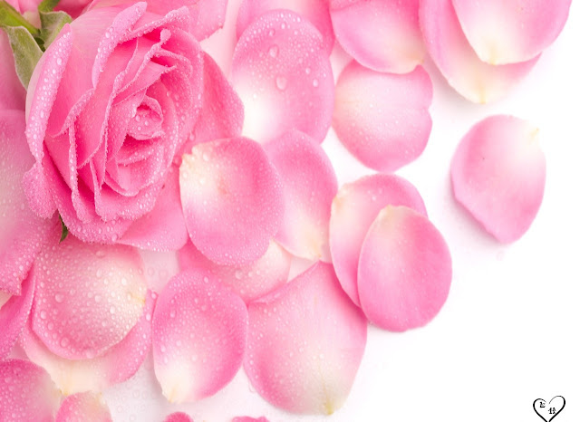 Pink Roses Wallpapers