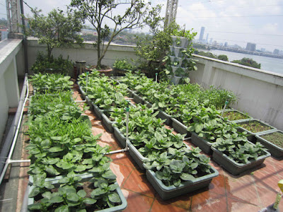 Vườn rau trong nhà đẹp, đơn giản Vườn rau trong nhà đẹp, đơn giản
