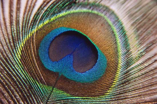 Peacock Feather Peacock Feather