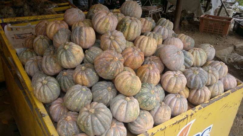 Catatan Perjalanan Hidup Networker: Jutawan Senyap- Ubi Keling.