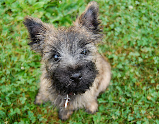 Cairn Terrier Puppy Image