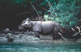 Java Rhino - Ujung Kulon National Park Ujung Kulon National Park, Java Rhino, Rhinoceros, West Java