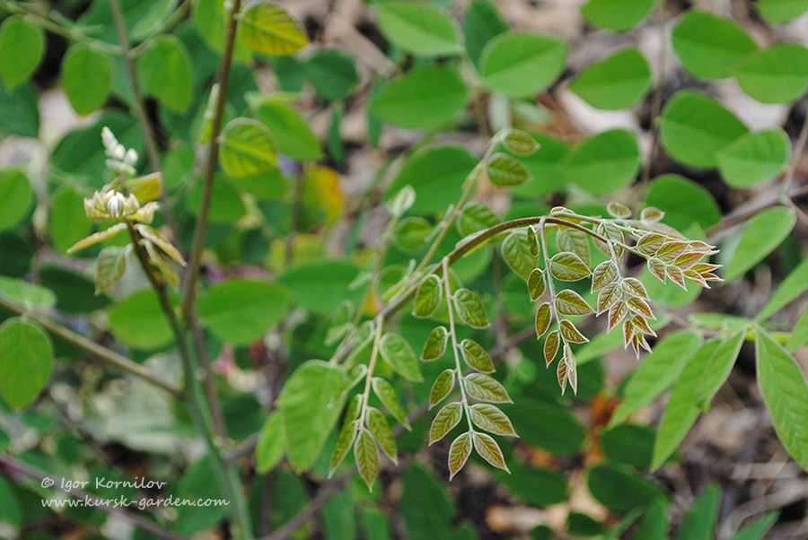 Бундук двудомный (Gymnocladus dioicus)