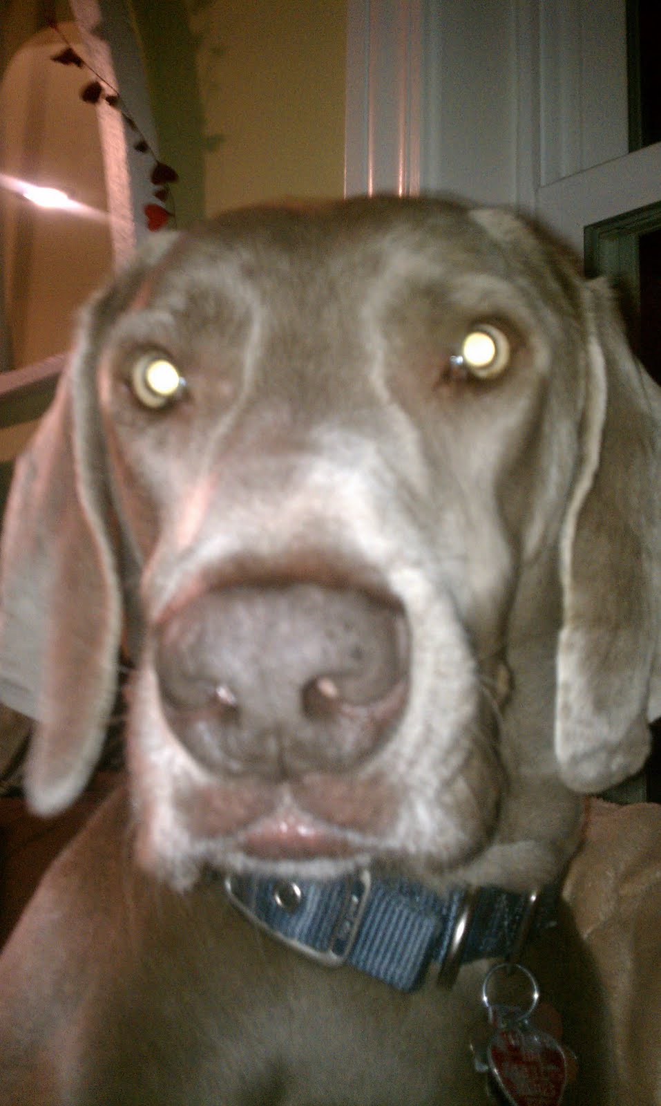 Yogi Face