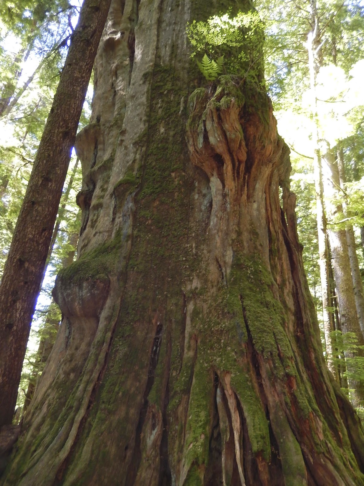 Powell River Books Blog Coastal BC Plants Evergreens
