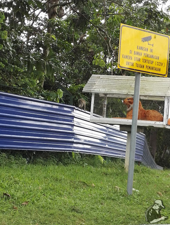 Teknik Bela Harimau Halau Kera Tidak Lagi Berkesan Teknik Bela Harimau Halau Kera Tidak Lagi Berkesan