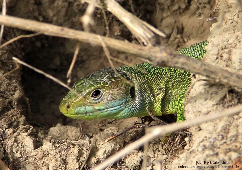Smaragdeidechse Kaiserstuhl Lacerta